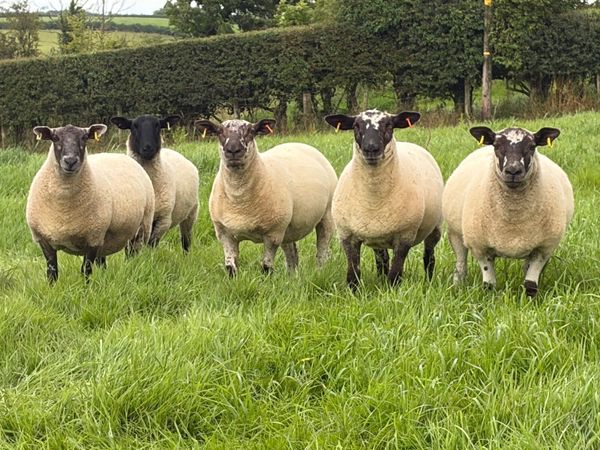 Hoggets - Main image