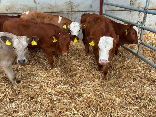 Lim Fkv and Charolais bulls - Main image