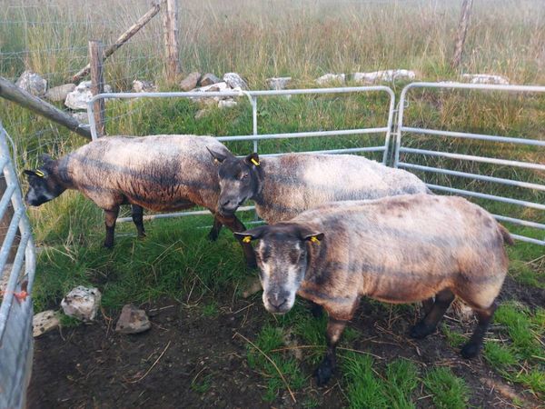 no-image