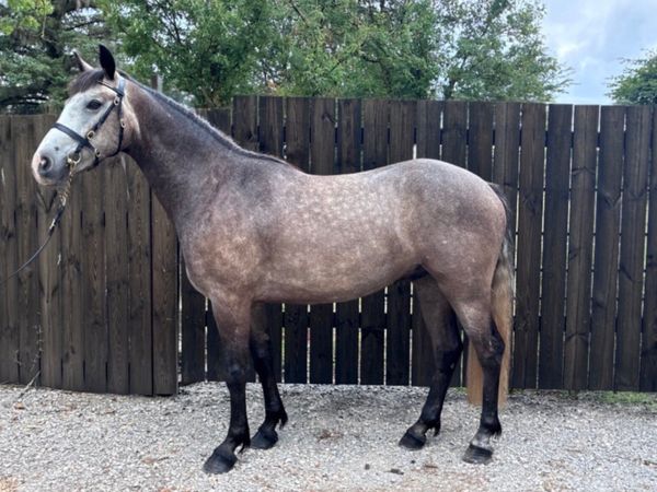 Connemara gelding - Main image