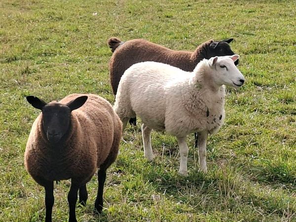 Breeding Ewe Lambs - Main image