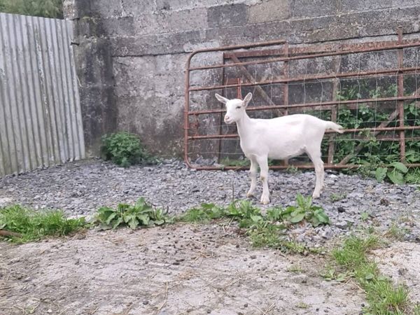 no-image