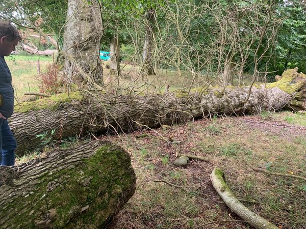 Tree trunk - Main image
