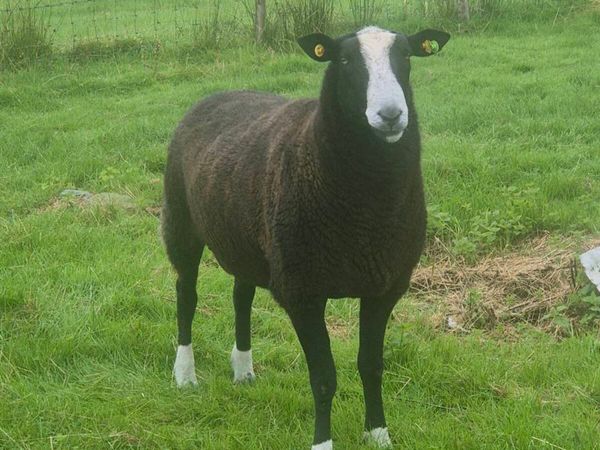 Zwartble Ram - Main image