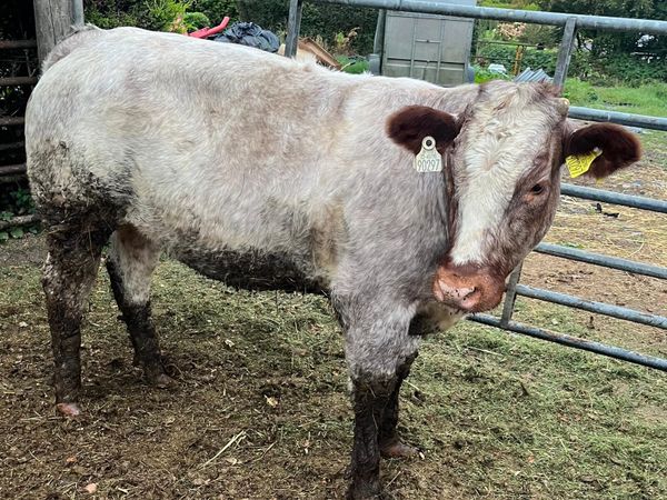 Belgian Blue Cross Heifer - Main image