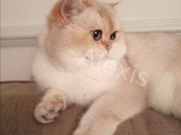 no-image