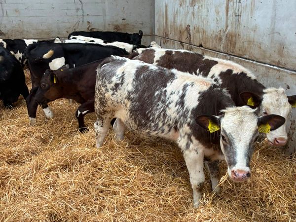 Blue and Angus heifers - Main image