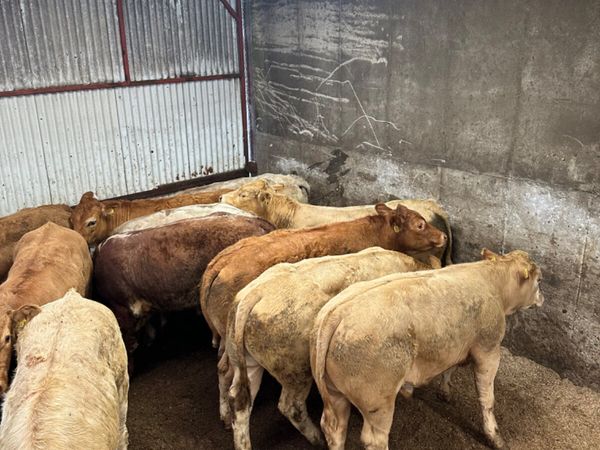 Lim and Charolais bullocks - Main image