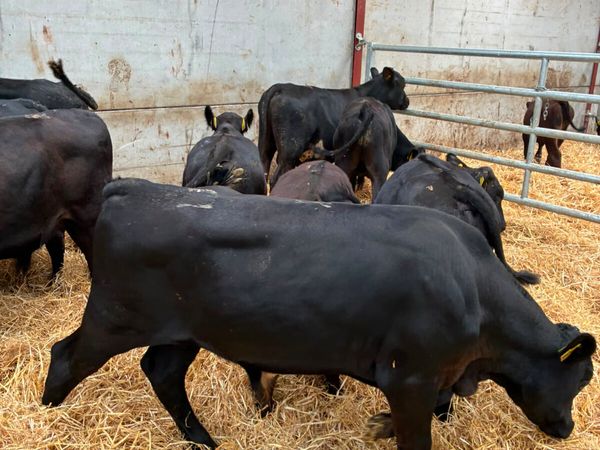 Angus bulls - Main image