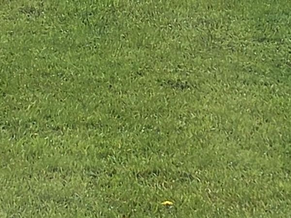 Looking for 1 to 2 arces of land to graze 2 ponies - Main image