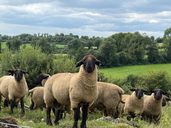NZ Genetics Suffolk Rams Lambs - Main image