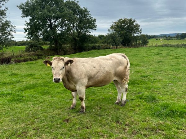 Springing Charolais heifer - Main image
