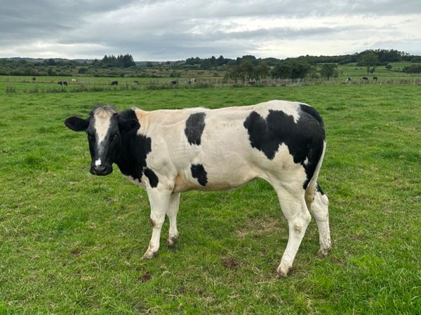 Springing blue heifer - Main image