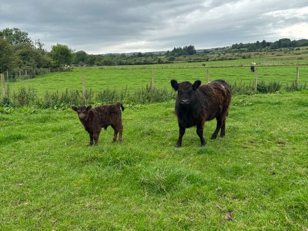 Pedigree Galloway and bull calve - Main image