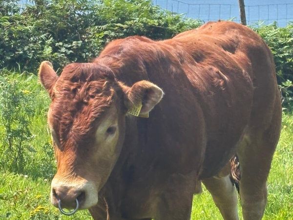 ⭐️⭐️⭐️⭐️⭐️Wanted!!! Limousin bull ⭐️⭐️⭐️⭐️⭐️ - Main image