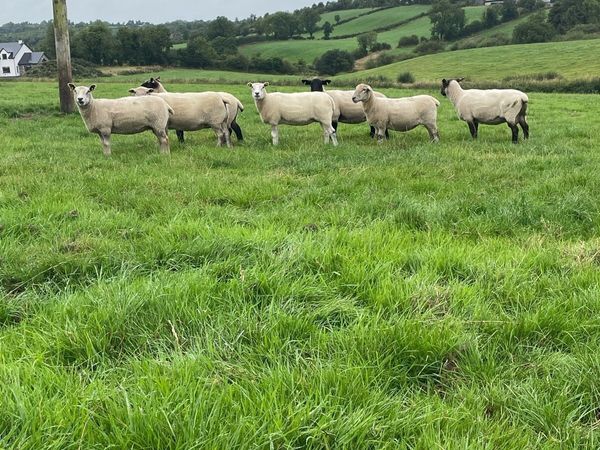 🔥Organic sheep for Ballyjamesduff breeding sale🔥 - Main image