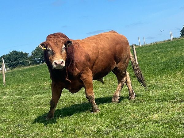 All types of cattle bought - Main image