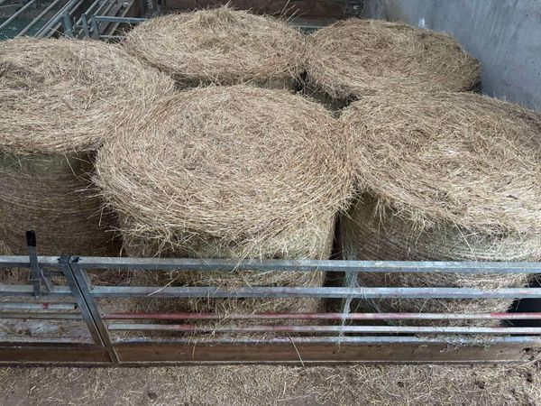 Hay - Main image