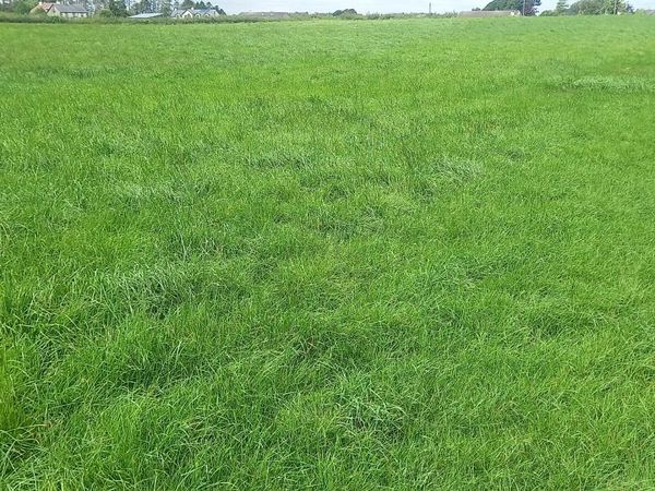 Silage - Main image