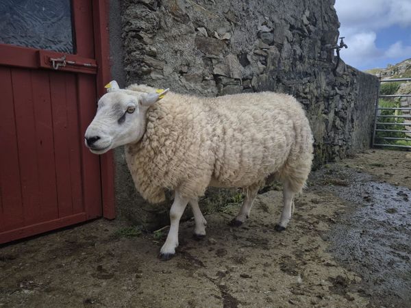 Texel 2 yr old ram - Main image