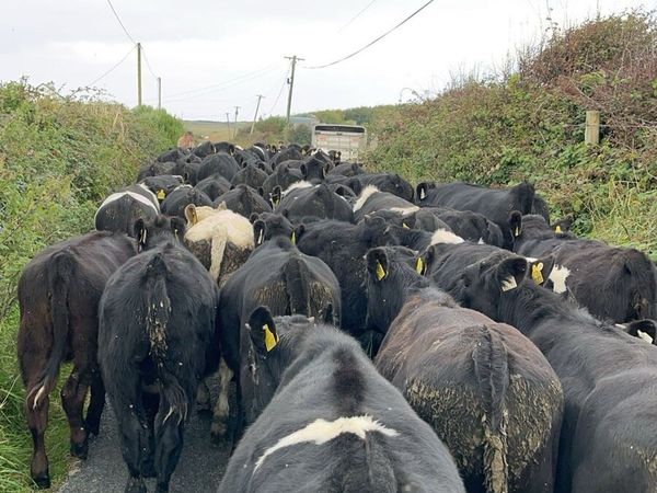 Wanted weaned frisean bulls - Main image