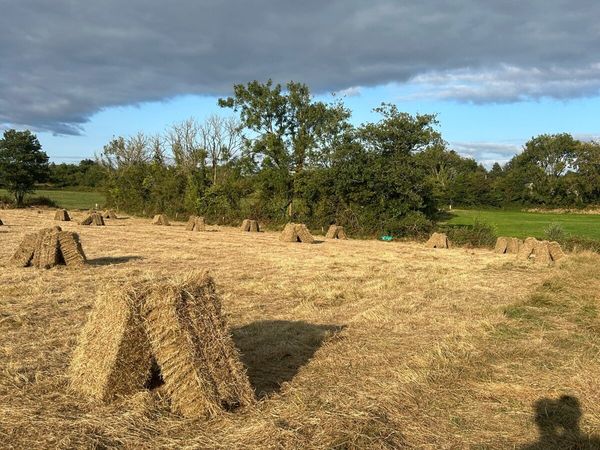 Hay - Main image