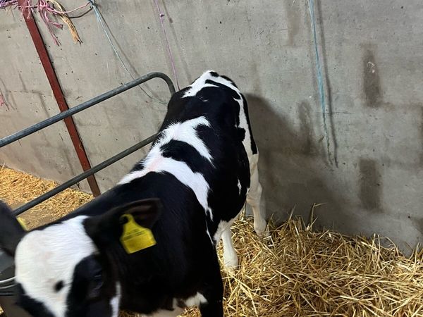 Calves - Main image