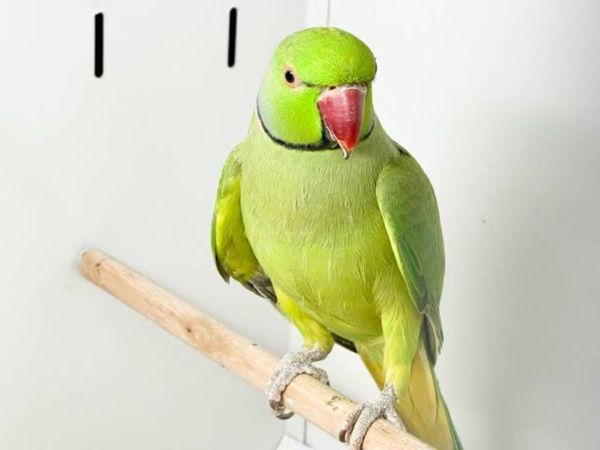 no-image