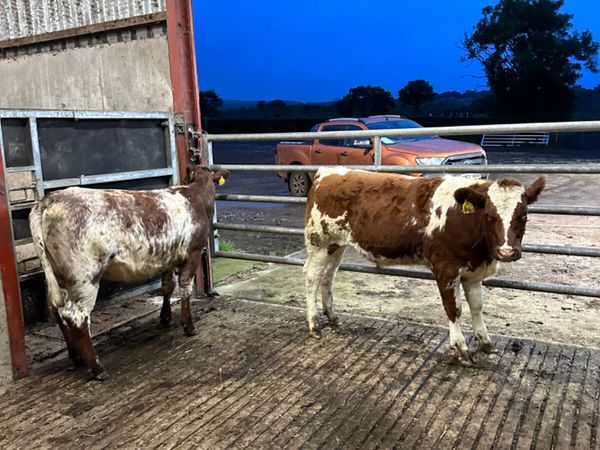 Roaned heifers - Main image