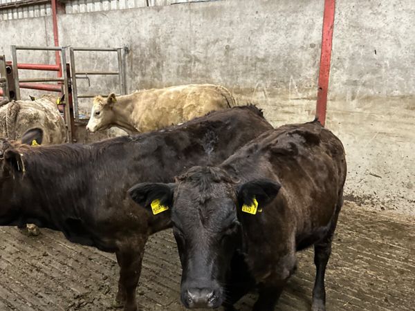 Heifers - Main image