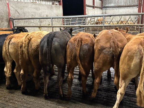 U grade lim and Charolais heifers - Main image