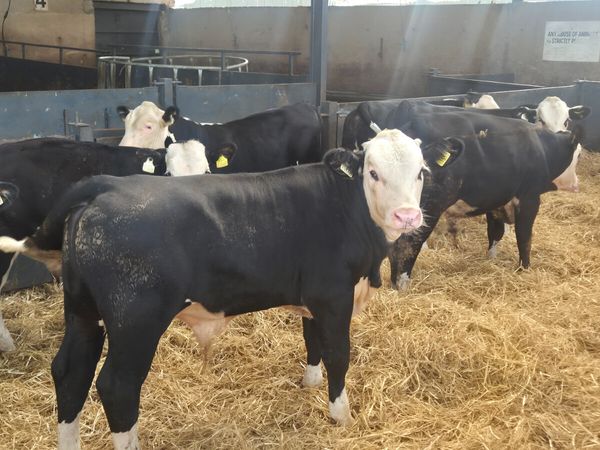 7 Super Hereford Weanling bulls - Main image
