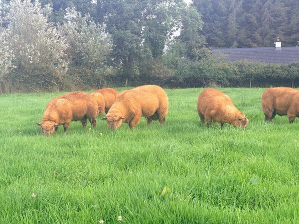 💥💥PEDIGREE VENDEEN RAM LAMBS💥💥 - Main image
