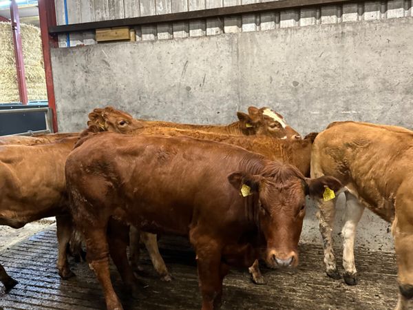 Lim store heifers - Main image