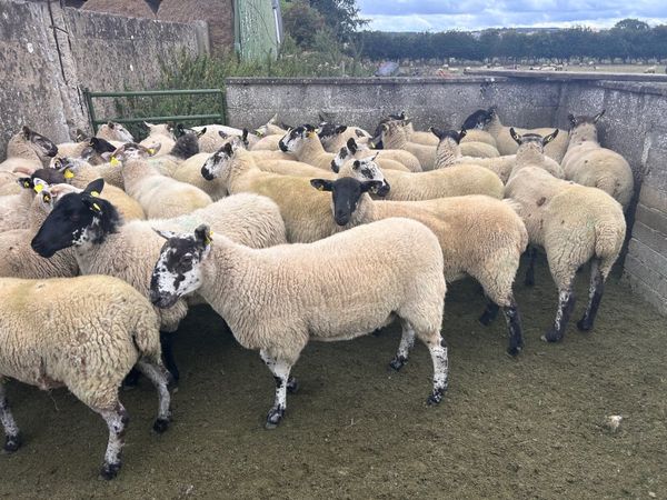 Sheep - Main image
