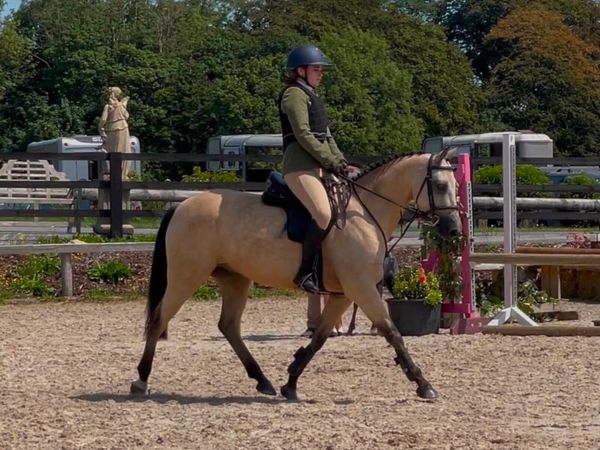 146 Pony. 7 Year old. - Main image