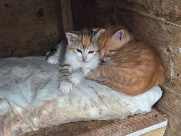 5 Kittens - Main image