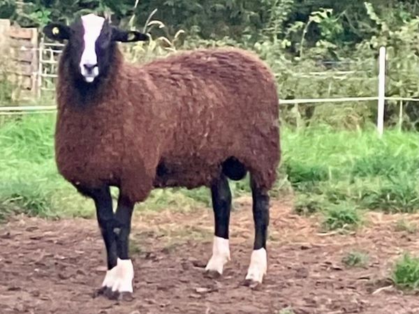 Zwartble Ram Lamb - Main image