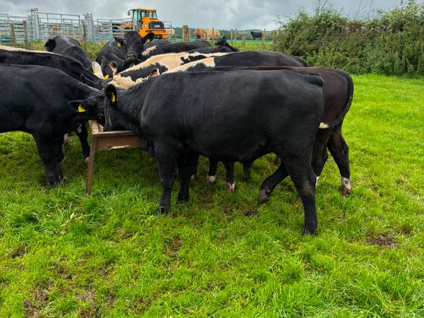 Angus Hereford lim and Charolais bullocks - Main image