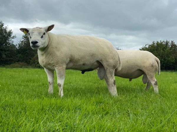 Beltex Rams - Main image