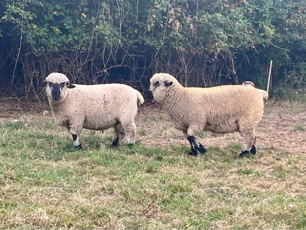 Hampshire Down Ram Lambs - Main image