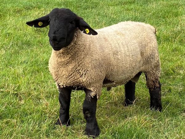 Pedigree Suffolk Ram lambs - Main image