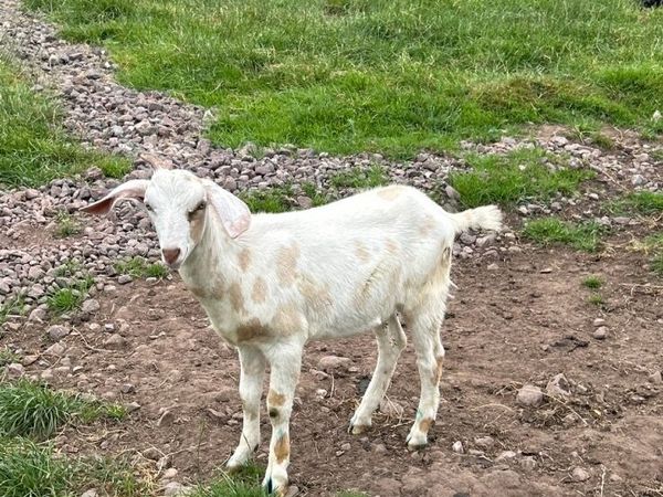 Goats - Main image