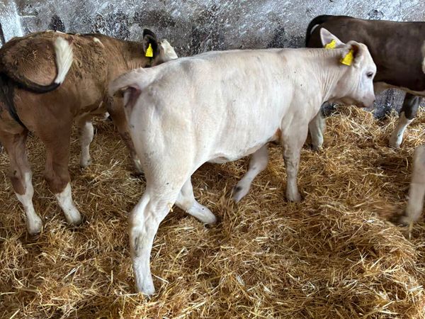 Simmental and Charolais heifers - Main image