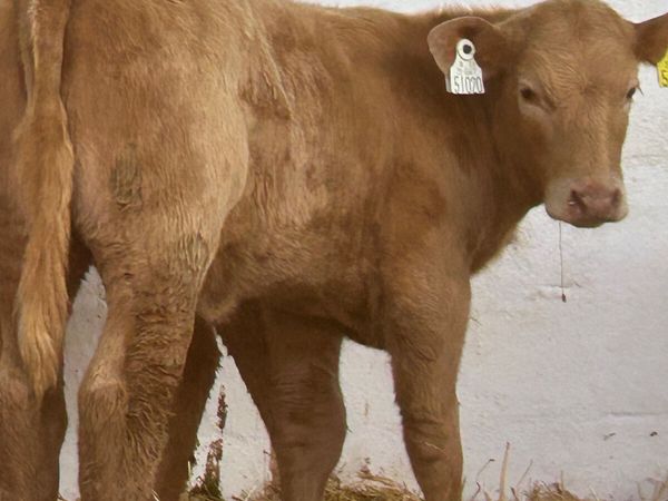2 SUPER GOLDEN CH HEIFER RUNNERS - Main image