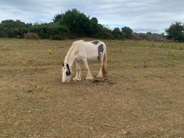 no-image