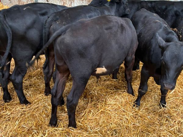 Angus bulls - Main image