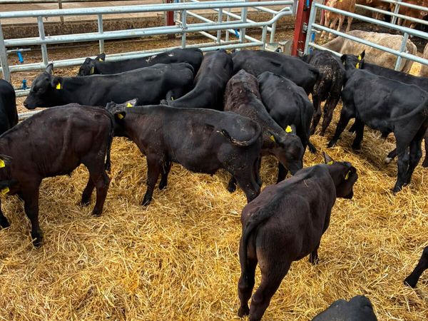 Angus bulls - Main image