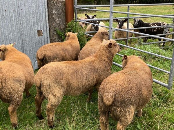 Selection of pedigree registered Vendeen ram lambs - Main image