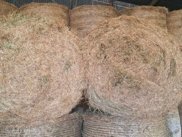 Hay - Main image